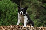 BORDER COLLIE 869